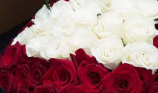 玫瑰花朵数的含义（玫瑰花数量代表的含义）