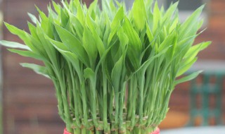 搬家送什么花寓意好（搬家买什么花寓意好）