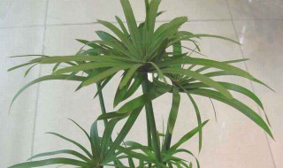 水竹怎么养才长得好（富贵竹叶子发黄怎么救）