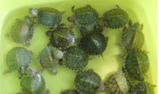 小乌龟龟苗怎么养（小乌龟龟苗怎么养活）