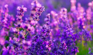 代表友谊送什么花（象征友谊长久的花）