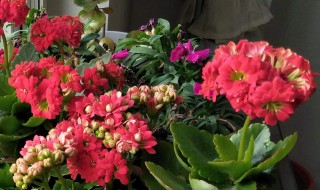 长辈生日送花送什么花 生日送什么花好