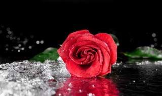 老婆生日送什么花 老公生日送什么花合适