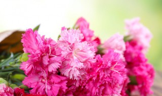 妈妈过生日应该送什么花（妈妈过生日应该送什么花送几朵）