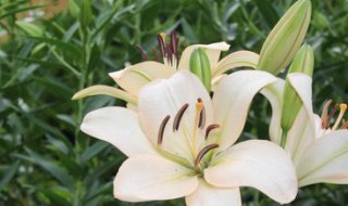 送病人送什么花好 出院送什么花比较好