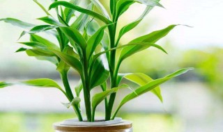 开业送什么花（开业送什么花篮好）