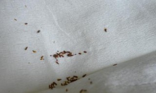 书虱怎样彻底清除（阴虱子最怕3个克星）