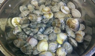 怎样让花甲快速吐沙 怎样让花甲吐沙吐的更干净