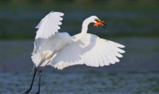 关于白鹭的资料 关于白鹭的资料简短