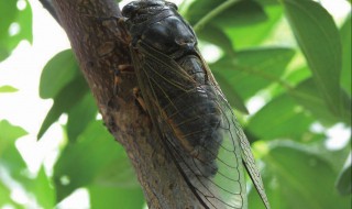 蝉的生活习性（蝉的外形特征）