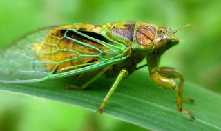 知了和蝉的区别 知了和蝉的区别百度百科