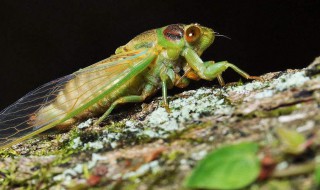 蝉的叫声像什么 蝉的叫声怎么形容