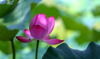 保护花的方法是什么（怎样保护花草树木的句子）