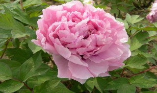 矮牡丹的养殖方法（矮牡丹怎么养）