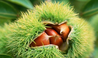 板栗的育苗方法（板栗怎么育苗方法）