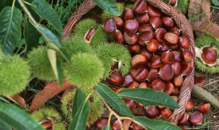 板栗的嫁接方法 板栗树嫁接方法视频