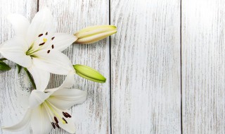 百合皱纹纸花制作方法（百合花皱纹纸做法）