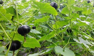 板栗南瓜怎么种植方法 板栗南瓜种植方法和时间