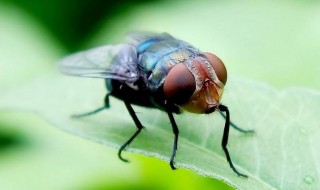 苍蝇多用什么方法消灭 苍蝇最怕的3个克星