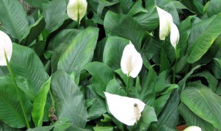 白掌的种植方法 白掌的种植方法视频