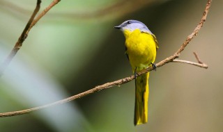 白玉鸟的饲养方法（白玉鸟的饲养方法和管理）