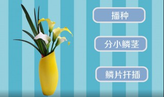 百合栽培技术方法 百合栽培技术方法有哪些