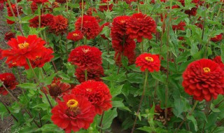 百日草的种植方法方法（百日草种子种植方法及养护）