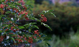 花椒叶的功效与作用及食用方法（花椒叶能吃吗）