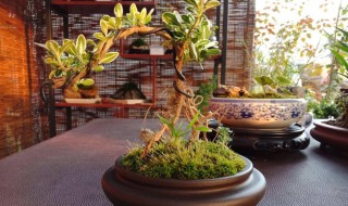 六月雪盆景的养殖方法（六月雪盆景怎么养）