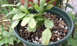 蟹爪兰的扦插方法 蟹爪兰的养殖方法和注意事项