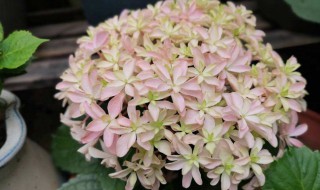 绣球花的扦插方法（绣球花的扦插方法水培）