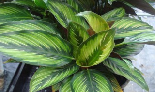 竹芋的养殖方法和注意事项（青苹果竹芋的养殖方法和注意事项）