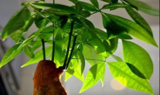 招财树的养殖方法和注意事项 盆栽招财树的养殖方法和注意事项