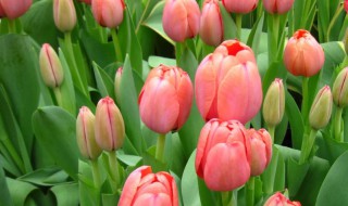 郁金香怎么养殖方法（郁金香怎么养殖方法土培）