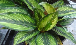 孔雀竹芋的养殖方法和注意事项（孔雀竹芋叶子卷边干枯）