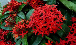 龙船花的养殖方法和注意事项 龙船花好养吗,一年开几次花