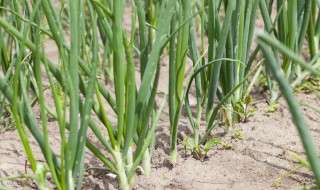 小葱的种植方法与时间 种植小葱的正确方法