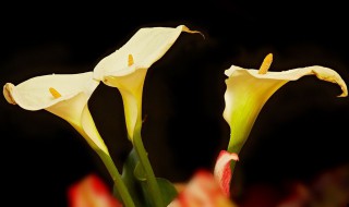 马蹄莲的养殖方法和注意事项 马蹄莲的水养方法和注意事项