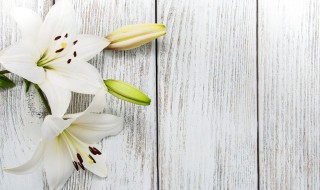 百合的种植方法与技巧 百合种球种植方法