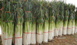 大葱种植时间和方法 大葱种植时间和方法几天能出苗