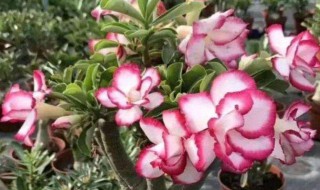 沙漠玫瑰的养殖方法 沙漠玫瑰的养殖方法和注意事项视频