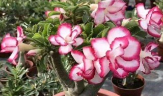 沙漠玫瑰的养殖方法和注意事项 沙漠玫瑰的养殖方法和注意事项视频教程