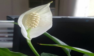 一帆风顺的养殖方法和注意事项（一帆风顺叶子下垂发软）