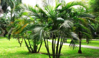 散尾葵的养殖方法和注意事项（散尾葵的养殖方法和注意事项 盆栽）