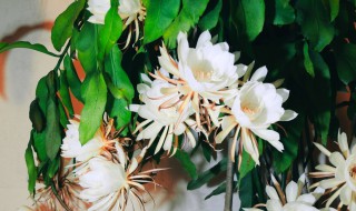 昙花的养殖方法和注意事项（昙花怎么修剪才利于开花）