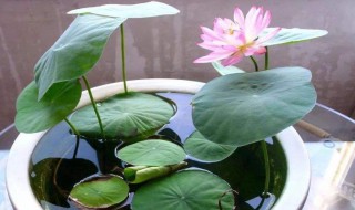 碗莲的种植方法水培（碗莲的种植方法水培要换水吗?）