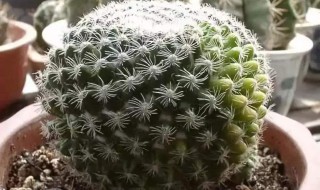 仙人球的养殖方法和注意事项（仙人球的作用与功效）