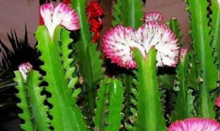 龙骨花的养殖方法（龙骨花的养殖方法移植）