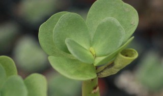 金钱木的养殖方法和注意事项 千年木的养殖方法和注意事项