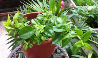 牡丹吊兰的养殖方法和注意事项（千叶吊兰的养殖方法和注意事项）